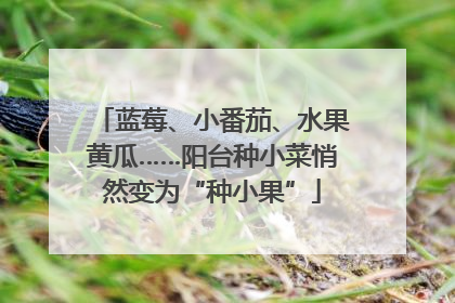 蓝莓、小番茄、水果黄瓜……阳台种小菜悄然变为“种小果”